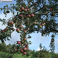die saftigen Äpfel im Herbst